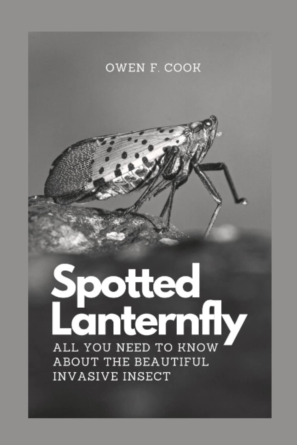 Spotted Lanternfly: All you need to know about the beautiful invasive insect.